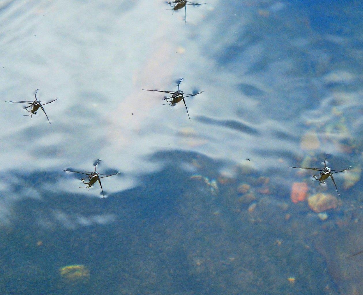 Water Striders ... insects that walk and "skate" on water! ... photo by Thomas Peace 2014