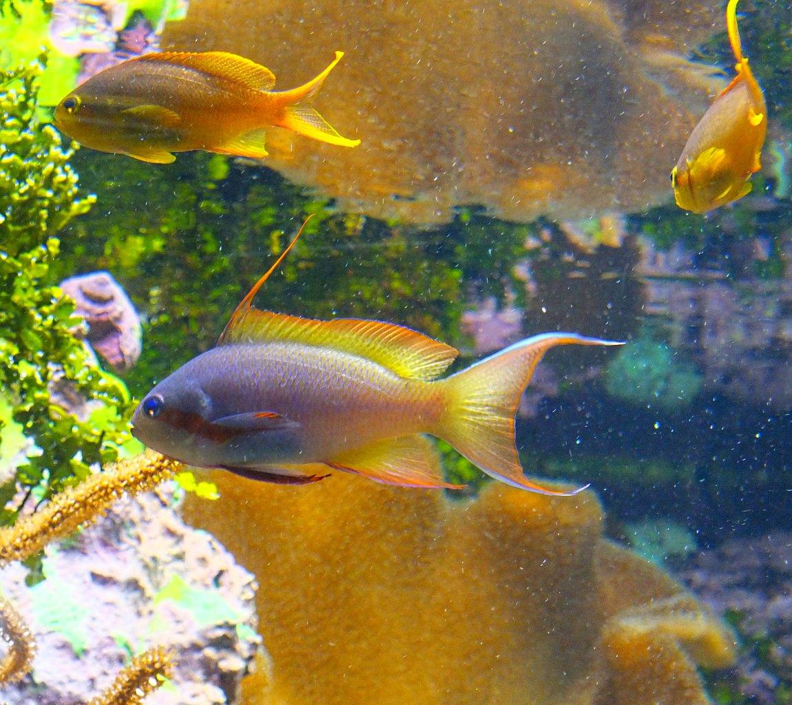 Beyond words...Lyretail Anthias ... Pseudanthias squamipinnis (females are golden yellow without the elongated first dorsal ray) ... photo by Thomas Peace 2014