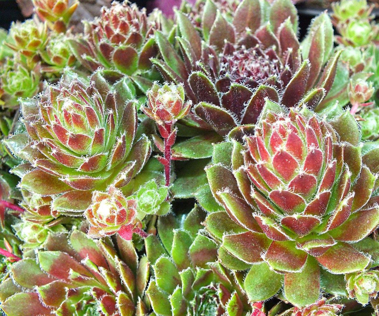 All r 1...Sempervivums sedums... Photo by Thomas Peace 2014