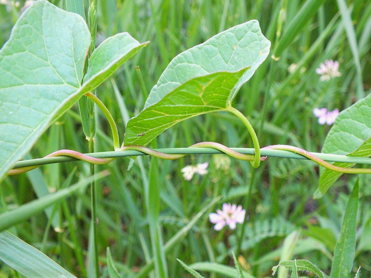 For a diminutive insect, it's: The Long and Winding Road... Photo by Thomas Peace 2014