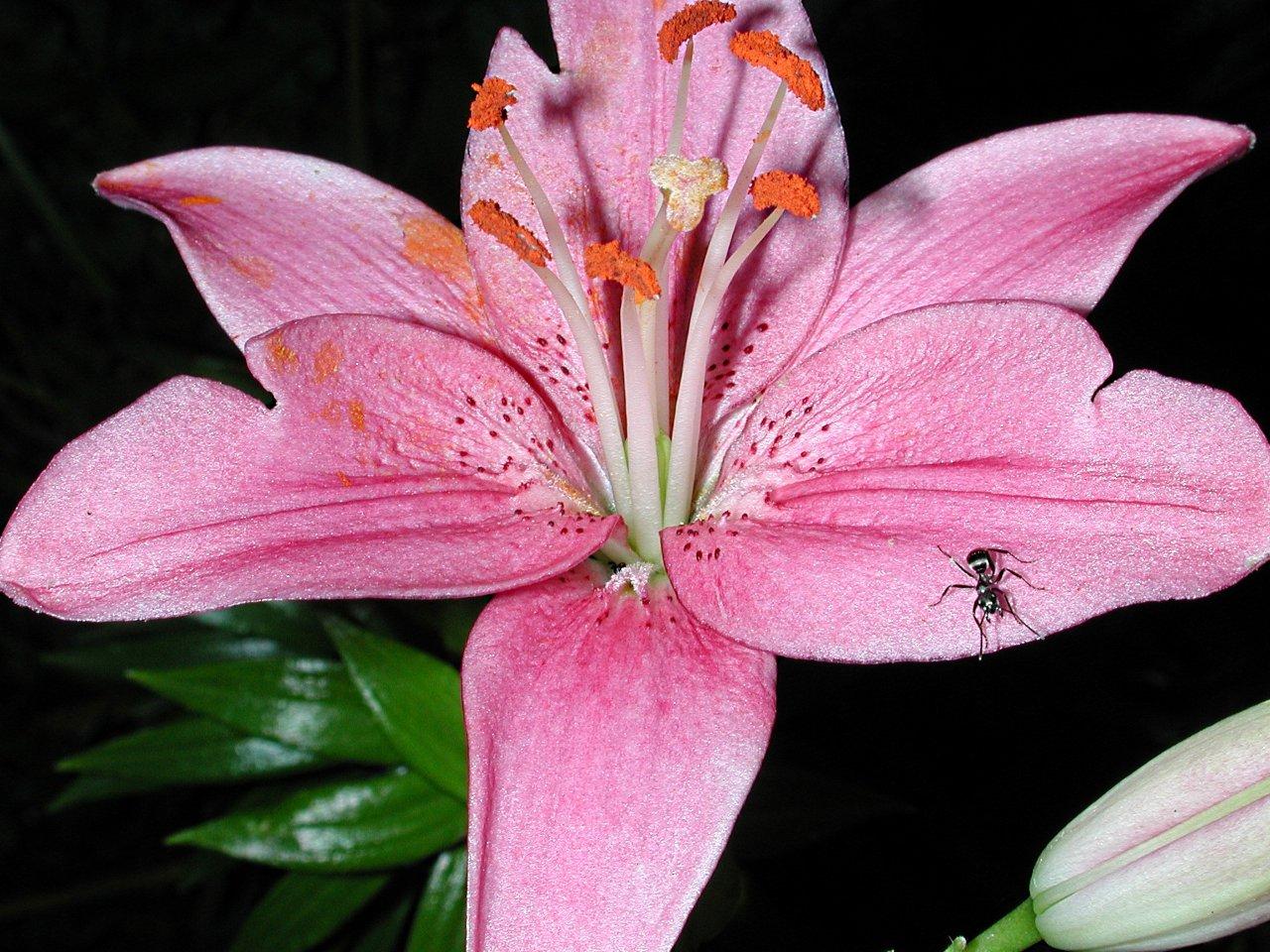 Photo by Thomas Peace 2014