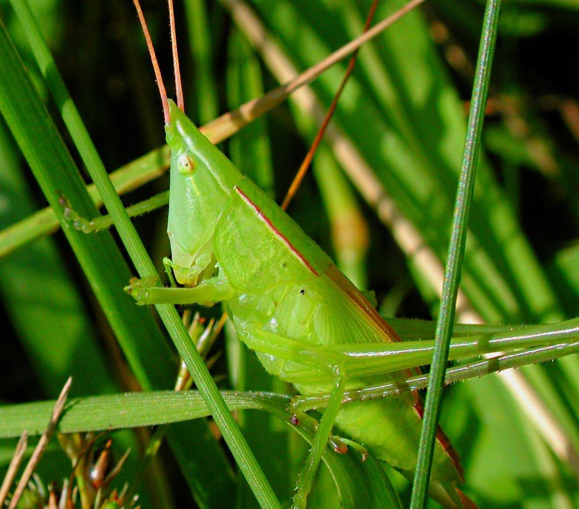 Mr. Conehead out for a stroll! (Coneheaded katydid, Eastern Sword-bearer Katydid) Photo by Thomas Peace 2014