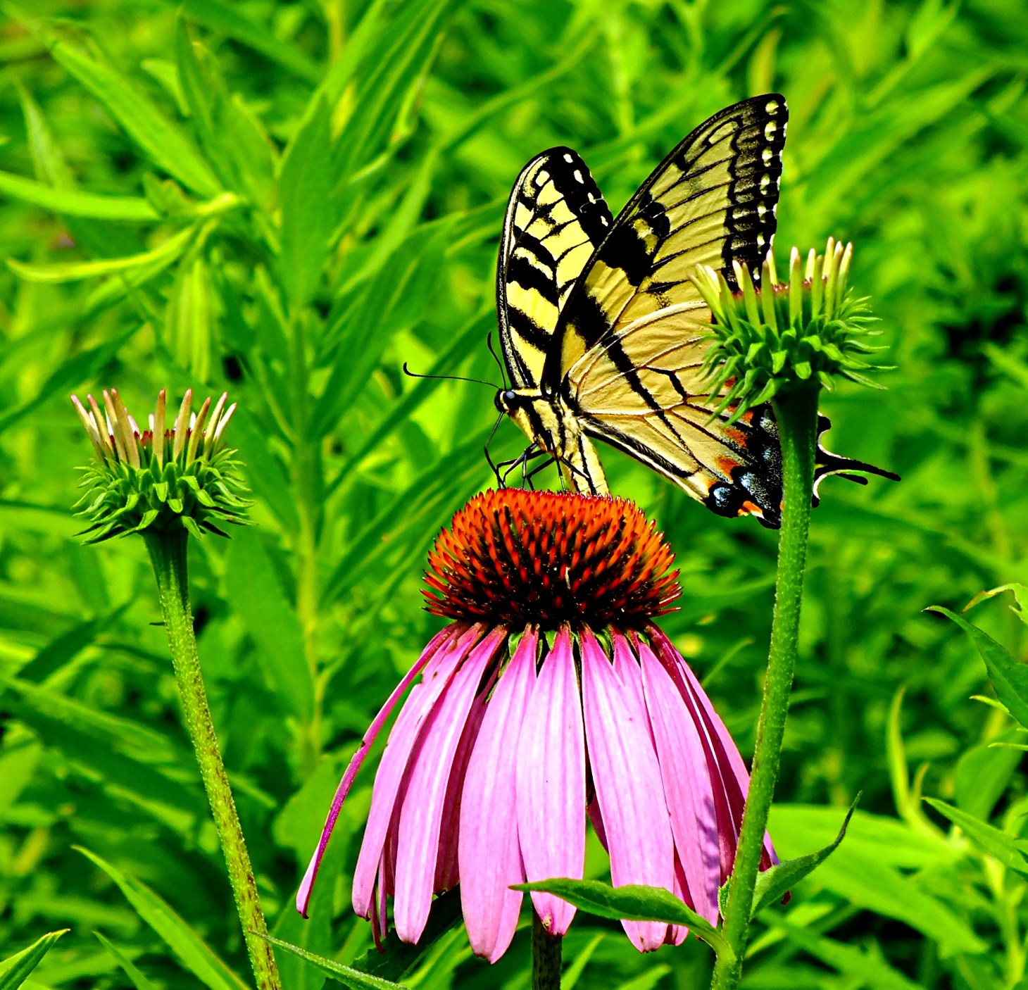 Yellow Swallowtail (photo 2) Photo by Thomas Peace 2014