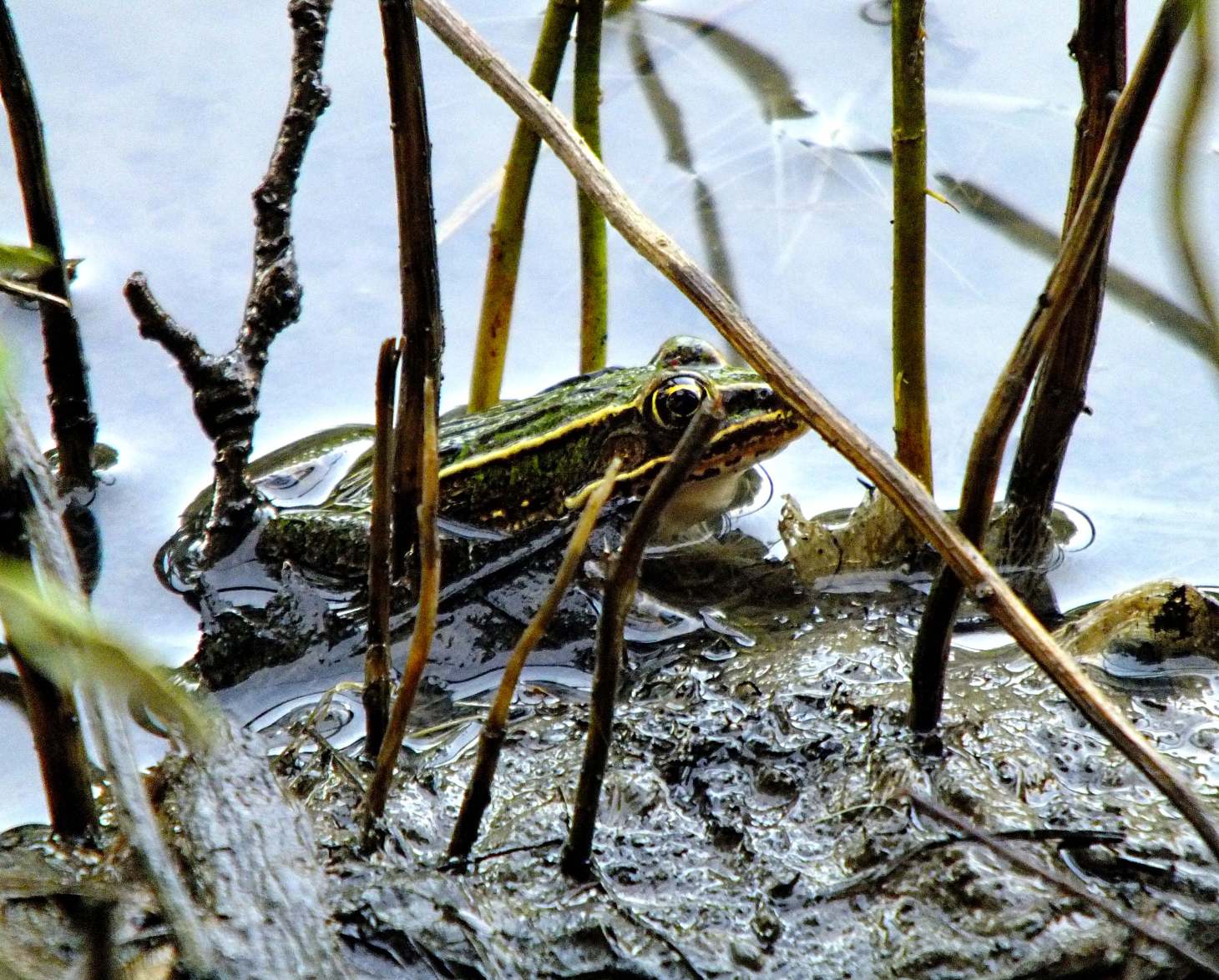 Leopard Frog... in a froggish kind of place!  Photo by Thomas Peace 2014