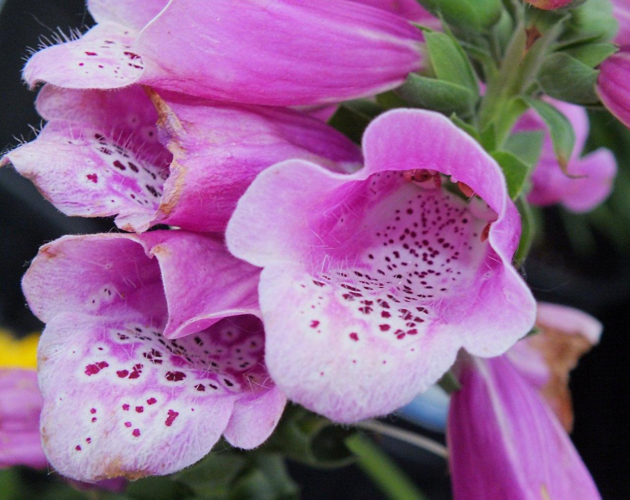 It's not polite to eat with your mouth open!  Photo by Thomas Peace 2014