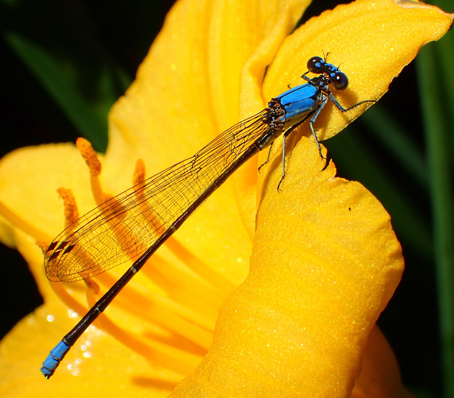 It's good to be rather blue... (if you have six legs)! Photo by Thomas Peace 2014
