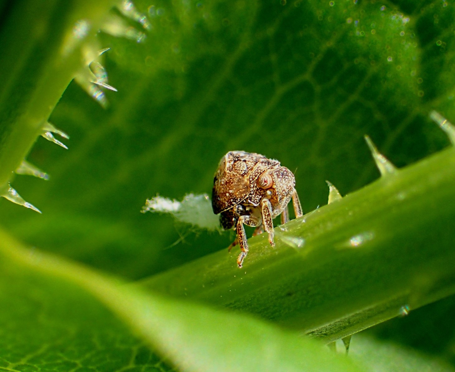 Leafhopper Nymph (only around 3/16 of an inch long) with fluffy bum (which is an excess of sugar), while acting elusive on a Thistle Plant stem.  Photo by Thomas Peace 2014