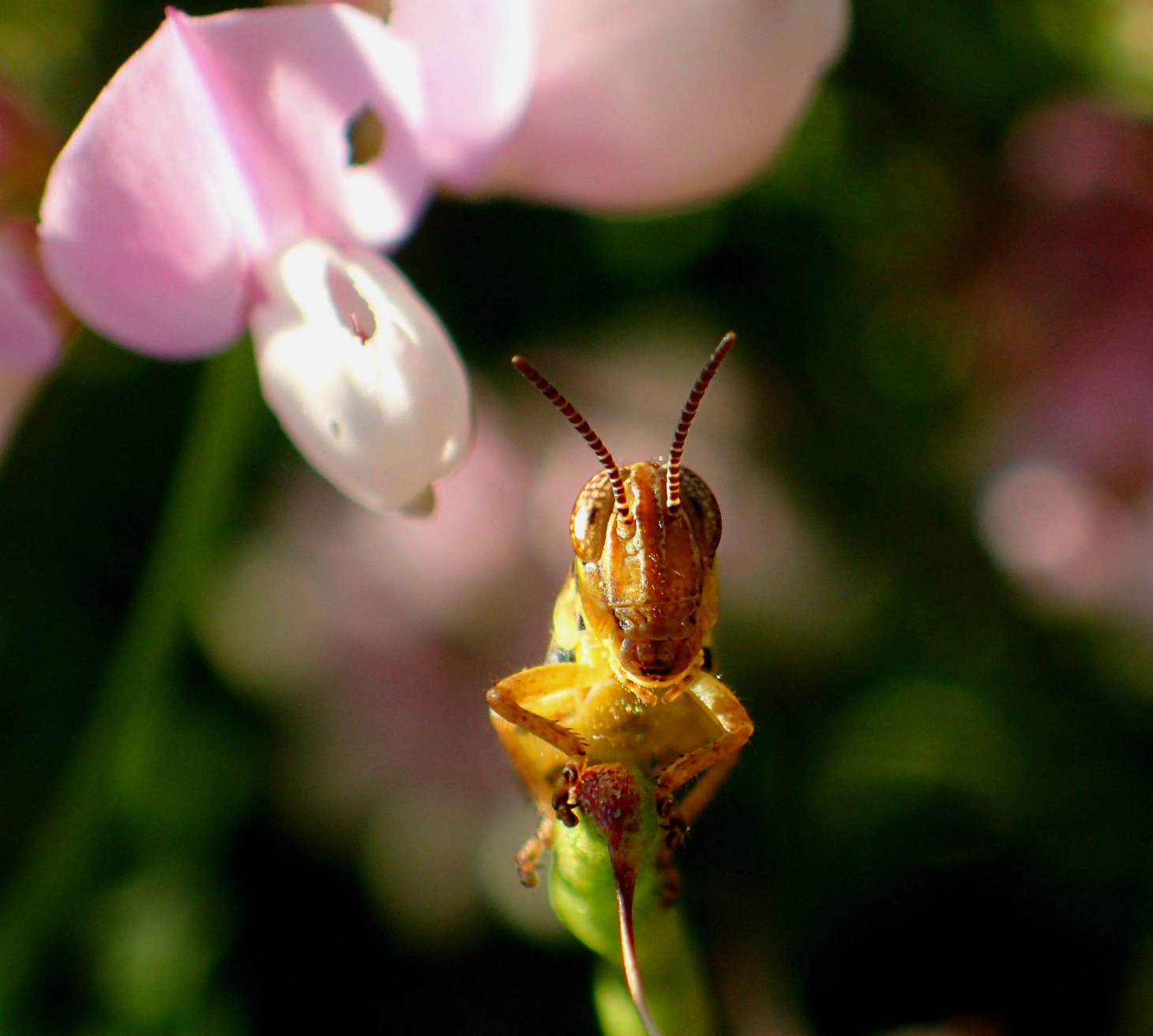 At the height of his young career (and with evidence of his lunch endeavor in the background... and with his broadband antenna in the foreground). Photo by Thomas Peace 2014