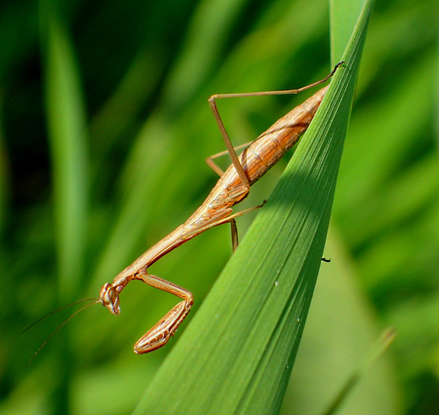 Young Praying Mantis searching for its next meal.  Photo by Thomas Peace 2014
