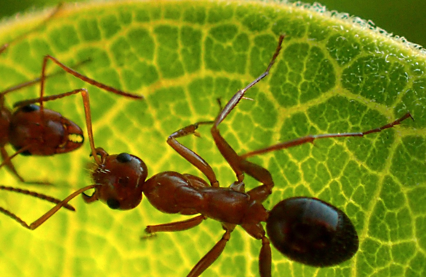 Ants busy communicating while on Milkweed leaf. Photo by Thomas Peace 2014