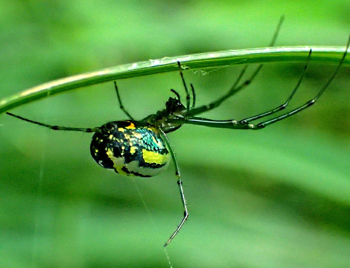 Orchard Spider... master weaver of webs.  (Photo 2) taken by Thomas Peace 2014