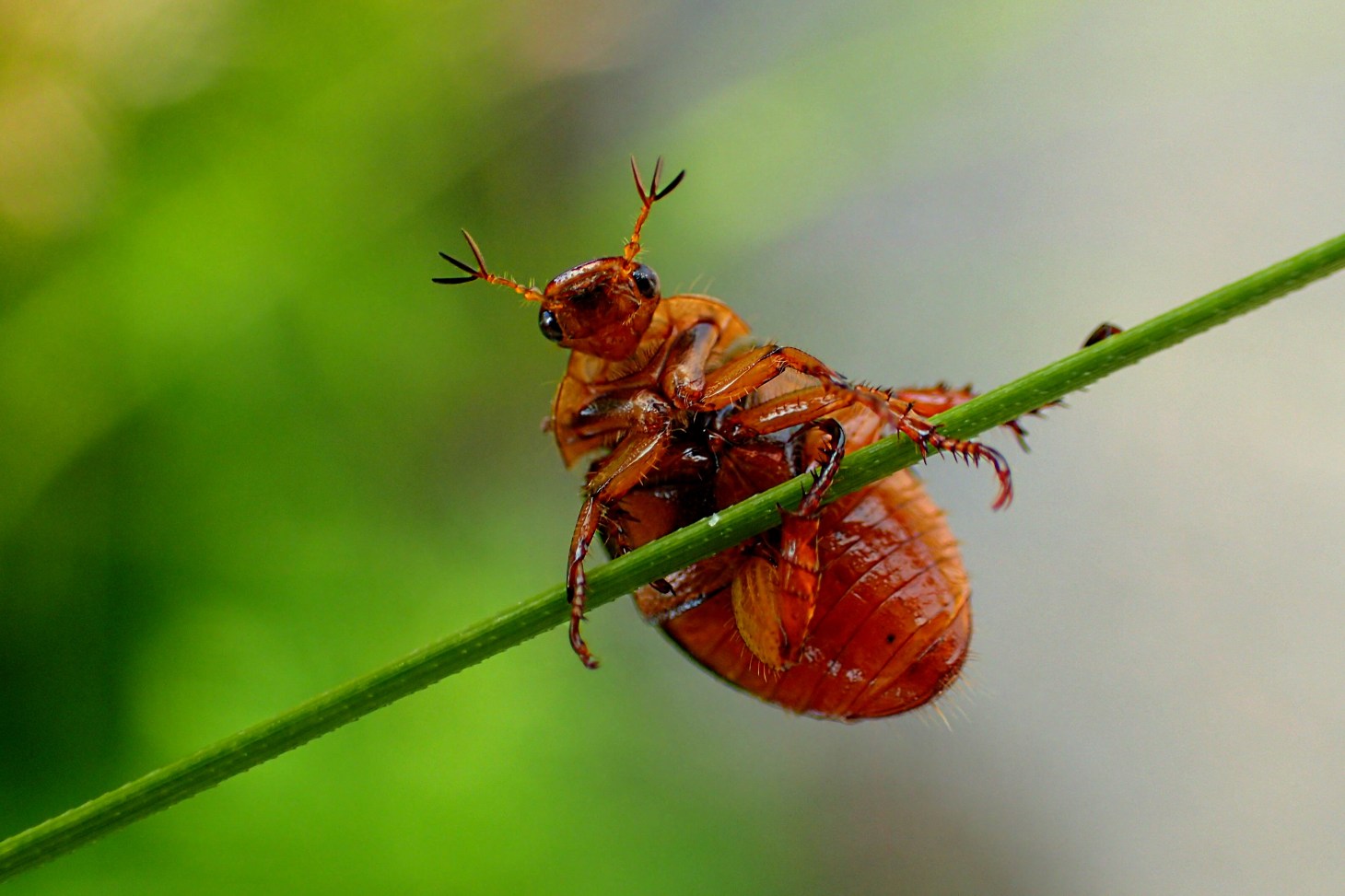 May Beetle trying to keep some balance in the struggle of life! Photo by Thomas Peace 2014