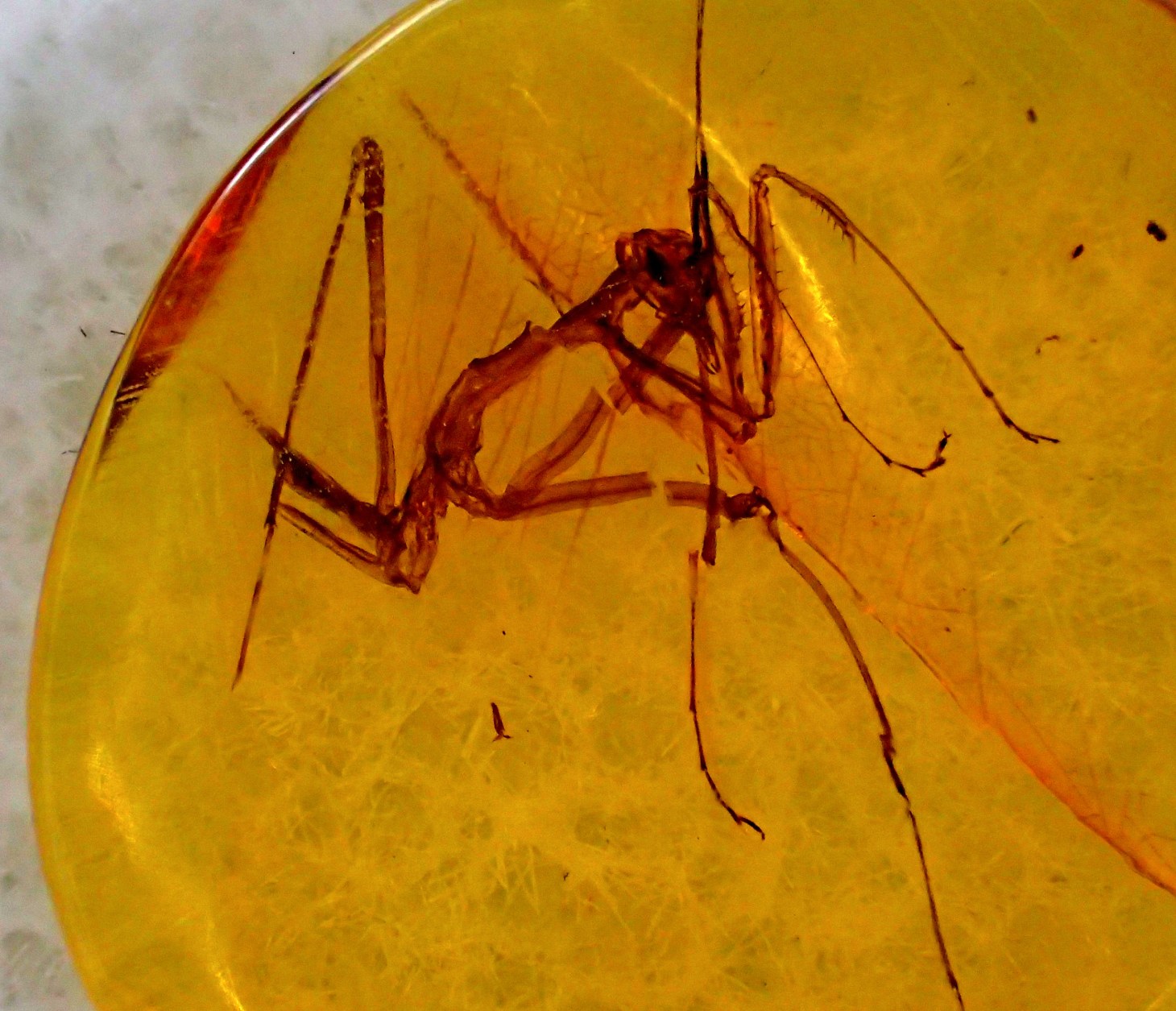 Young Praying Mantis fossil (in Baltic Amber). 50 million years is a long time to stay in one position!  Photo by Thomas Peace 2014