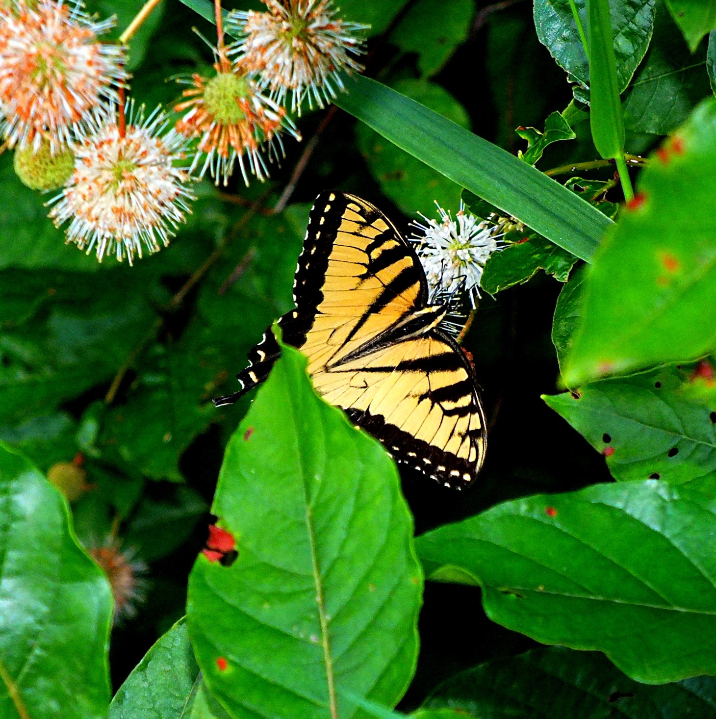 A Tiger among in the dense jungle!  Photo by Thomas Peace 2014