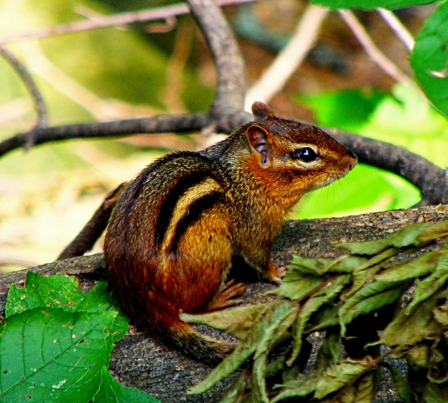 Thank goodness... this cute little fell'r isn't named Alvin!  Photo by Thomas Peace 2014