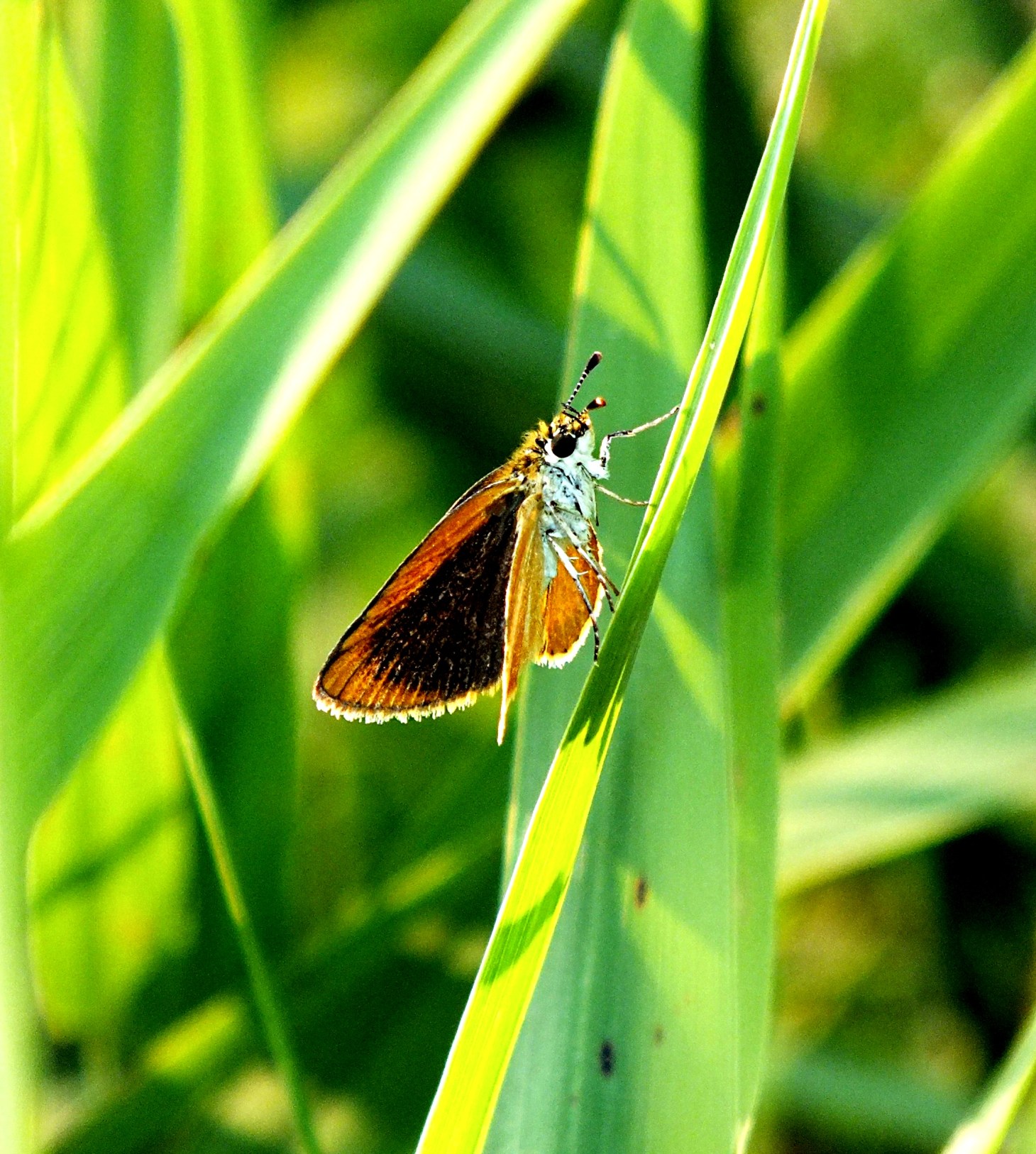 Tawny-edged Skipper contemplating his next move.  Photo by Thomas Peace 2014