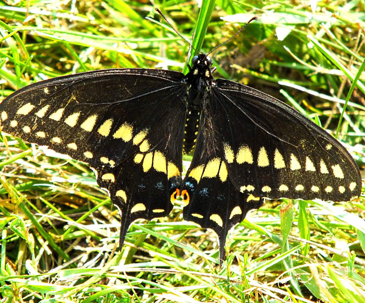 Beautiful and pristine!  Photo by Thomas Peace 2014