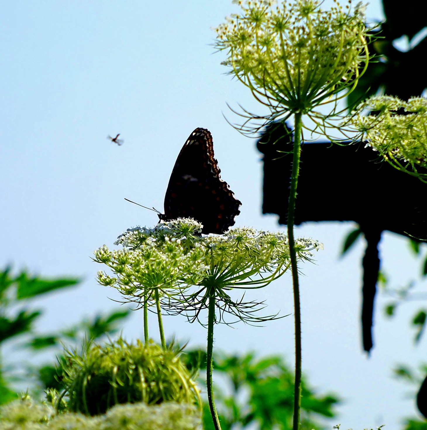 That's part of an abandoned old farm tractor to the right. Photo by Thomas Peace 2014