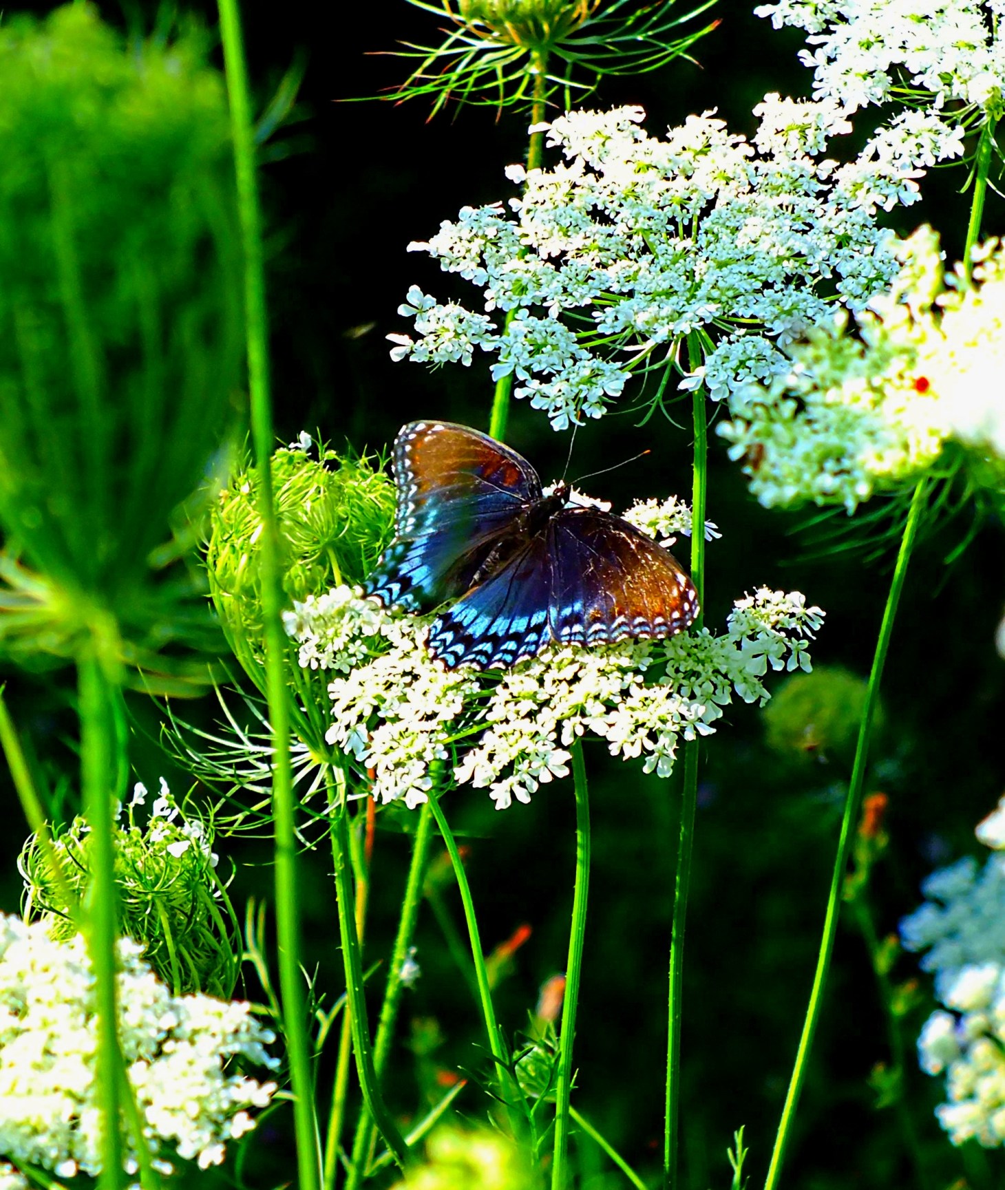 Pride of the river bank!  Photo by Thomas Peace 2014