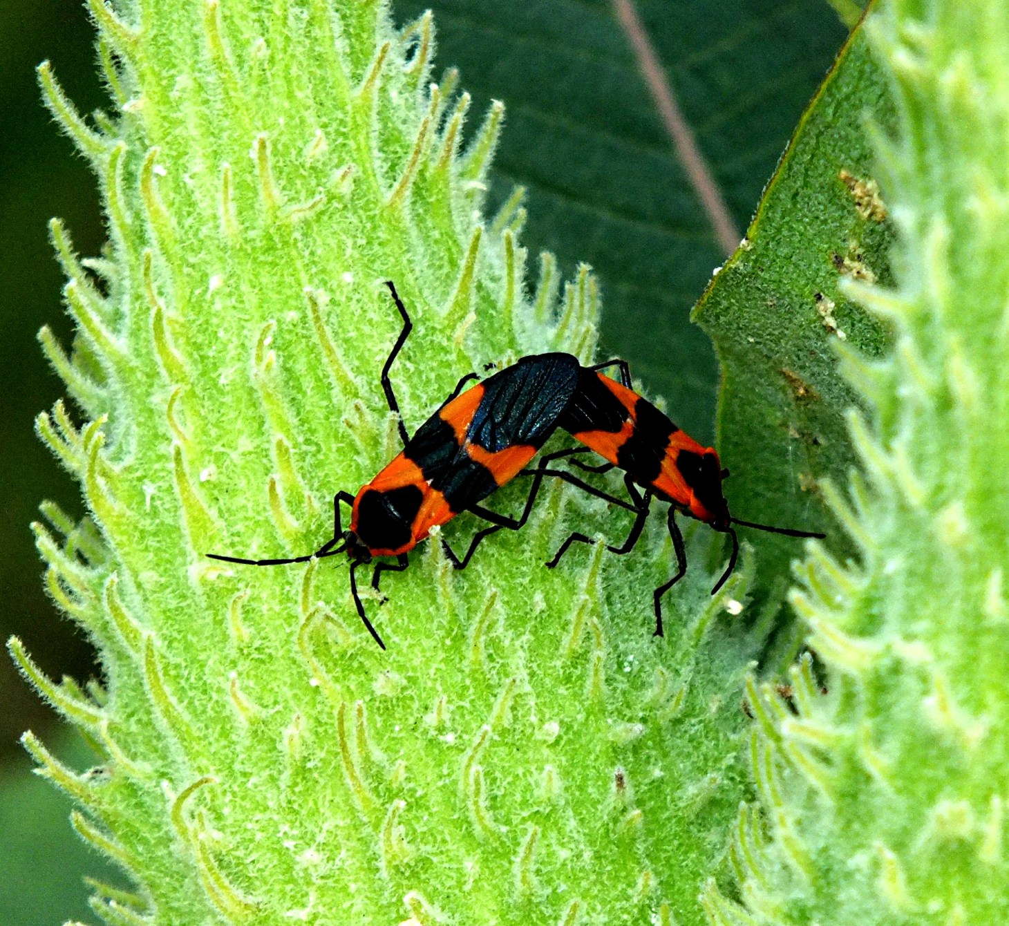 Two together as one! Photo by Thomas Peace 2014