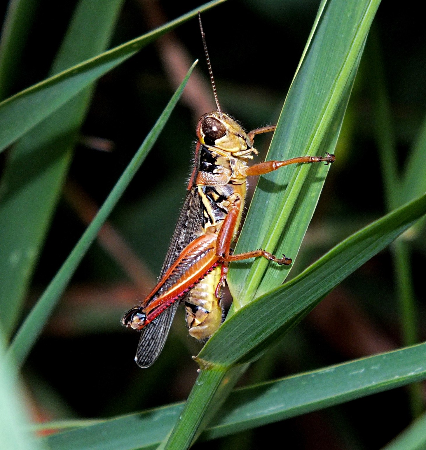 Reddish Grasshopper... Photo by Thomas Peace 2014