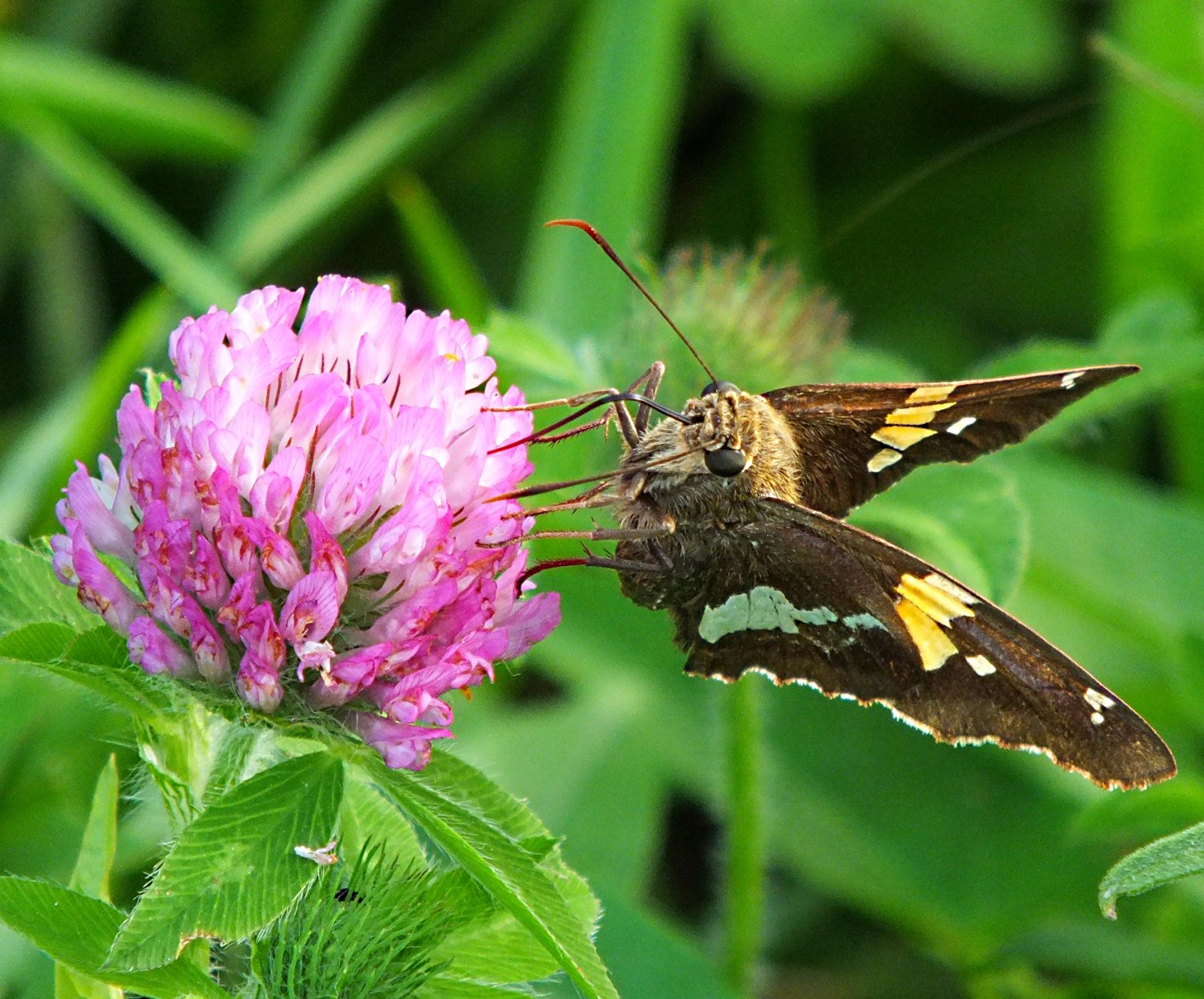 Like a moth to a candle!  Photo by Thomas Peace 2014