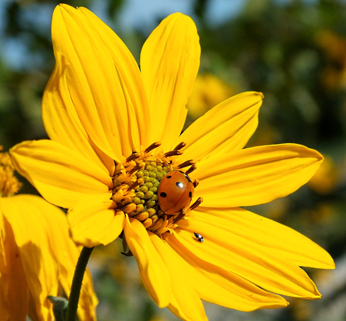 The Center of attention. Photo by Thomas Peace 2014