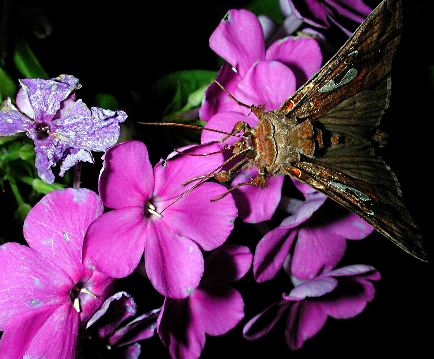 Just another vegetarian! Photo by Thomas Peace 2014