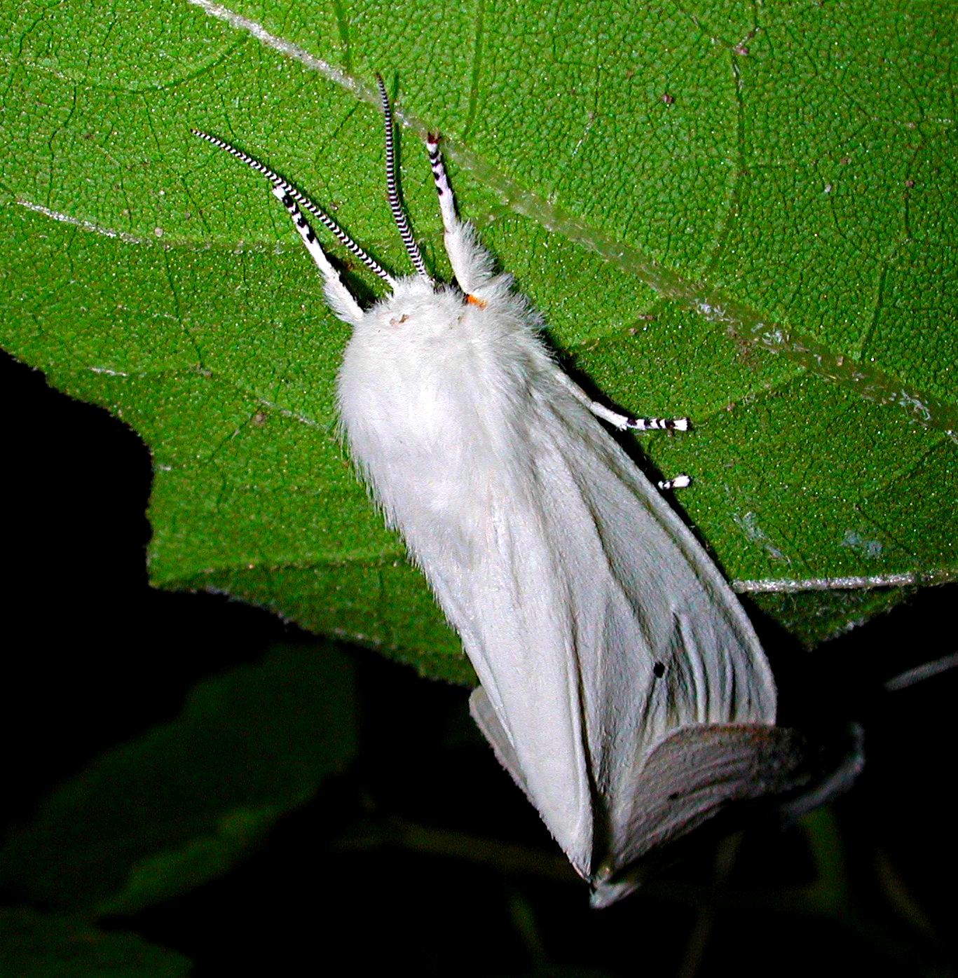 Together as one!  Photo by Thomas Peace 2014