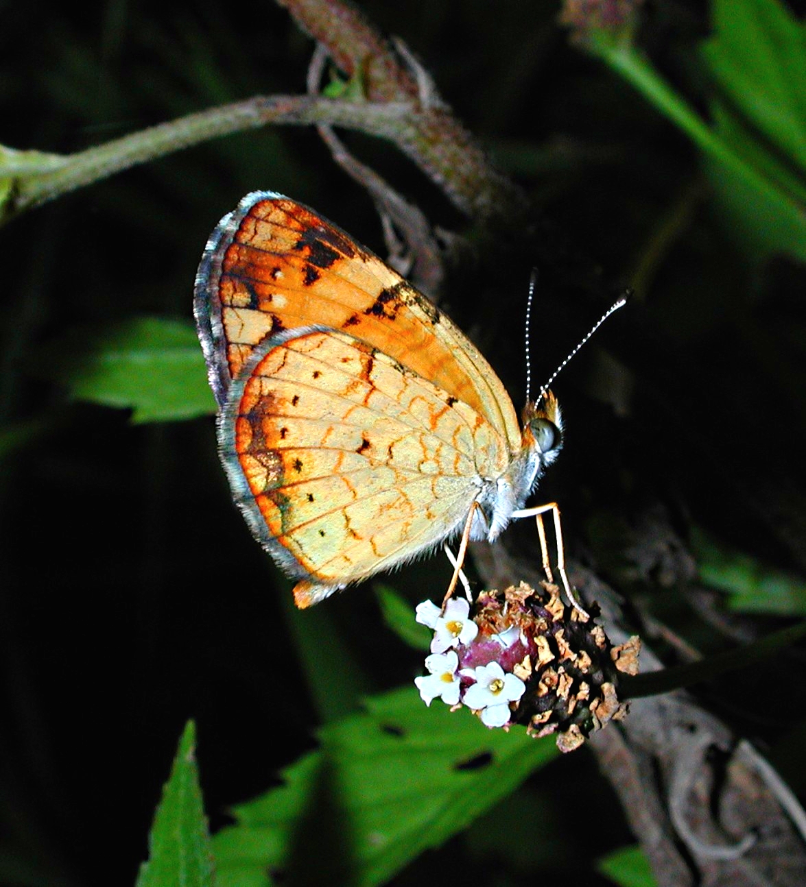 Well dressed by any standard.  Photo by Thomas Peace 2014 
