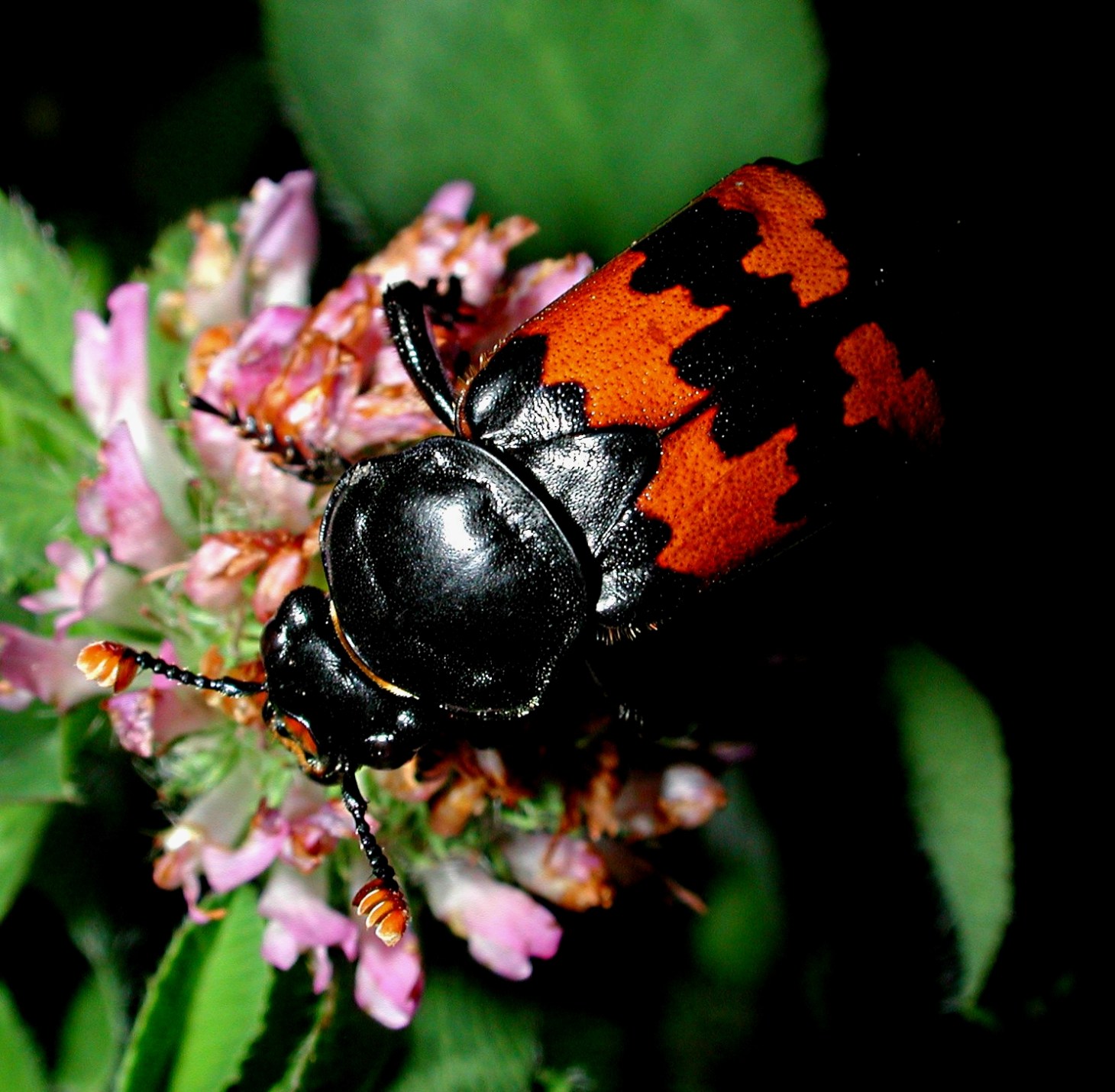 Stealing some sweets (2). Photo by Thomas Peace 2014