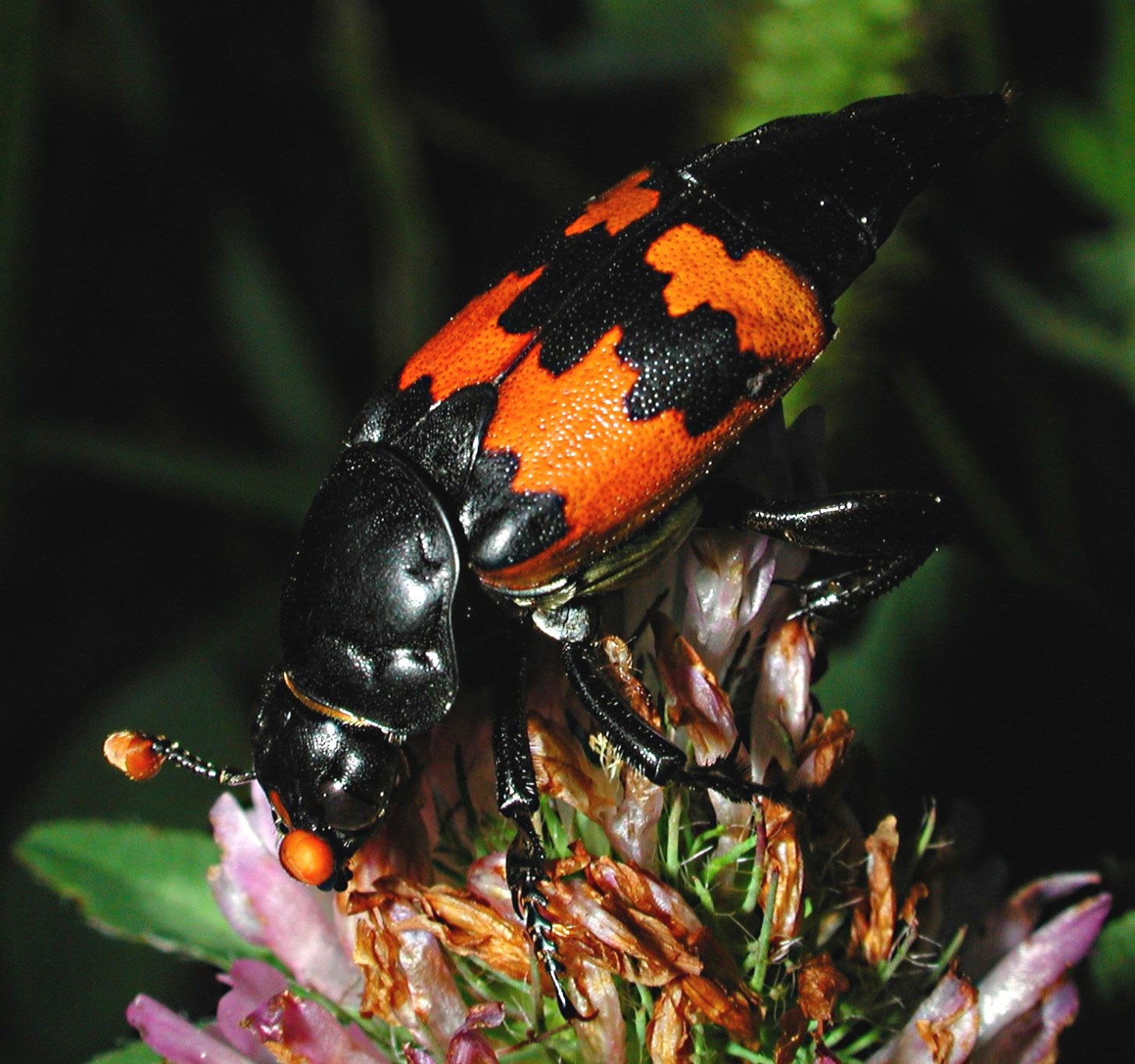 Stealing some sweets. (1) Photo by Thomas Peace 2014