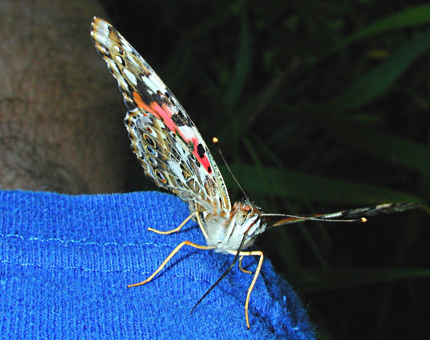 Another six-legged friend! (1) Photo by Thomas Peace 2014