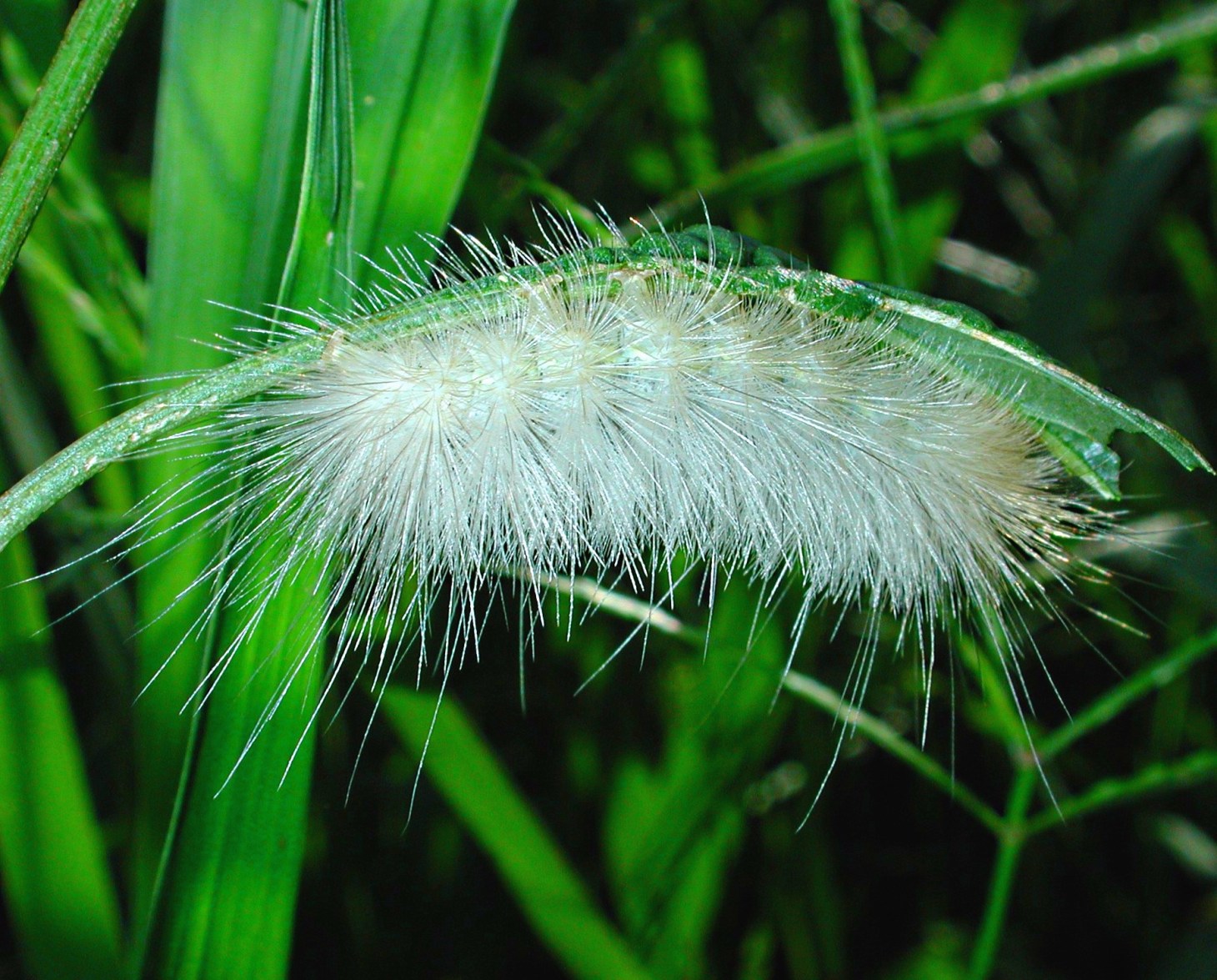 Get ready for a long, harsh winter!  ;)  Photo by Thomas Peace 2014