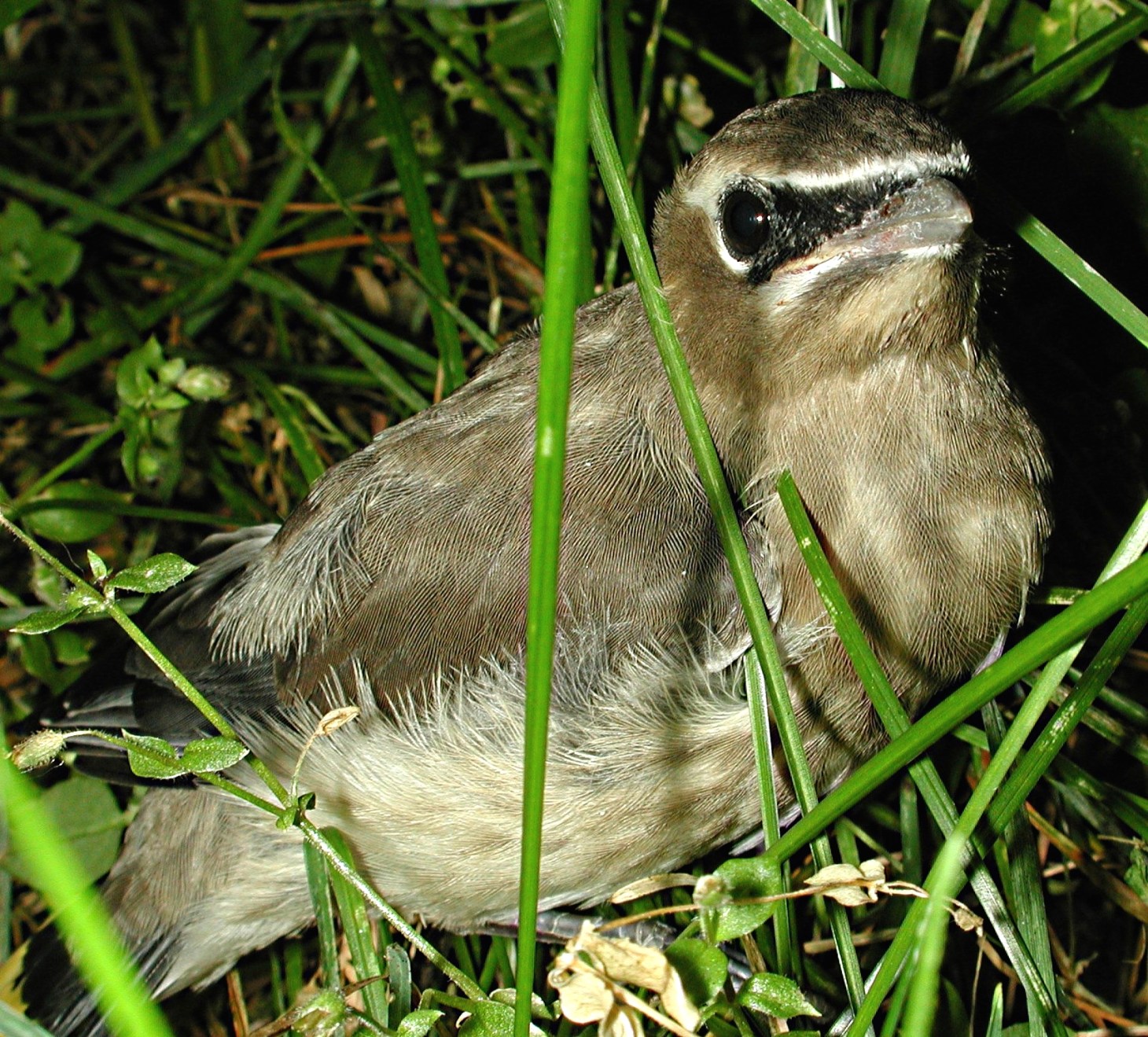 Avian friend.  Photo by Thomas Peace 2014