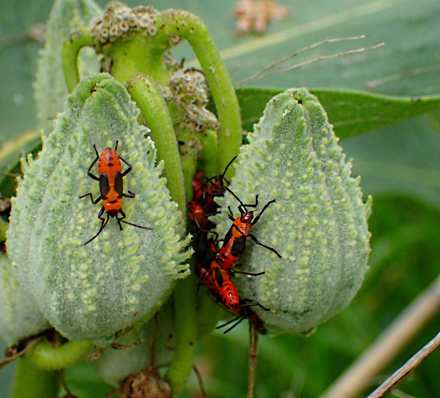 It's sweet when your home is what you can eat!  Photo by Thomas Peace 2014
