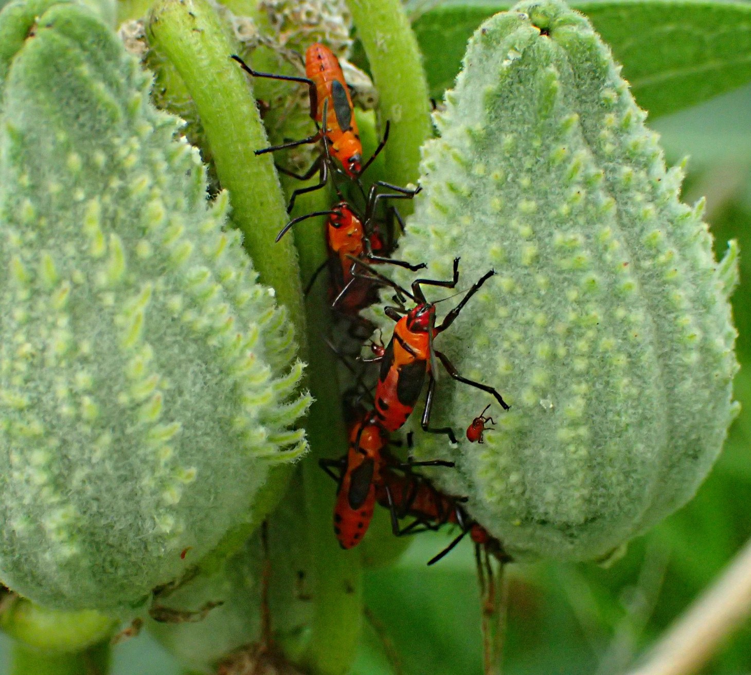 One big happy family!  Photo by Thomas Peace 2014