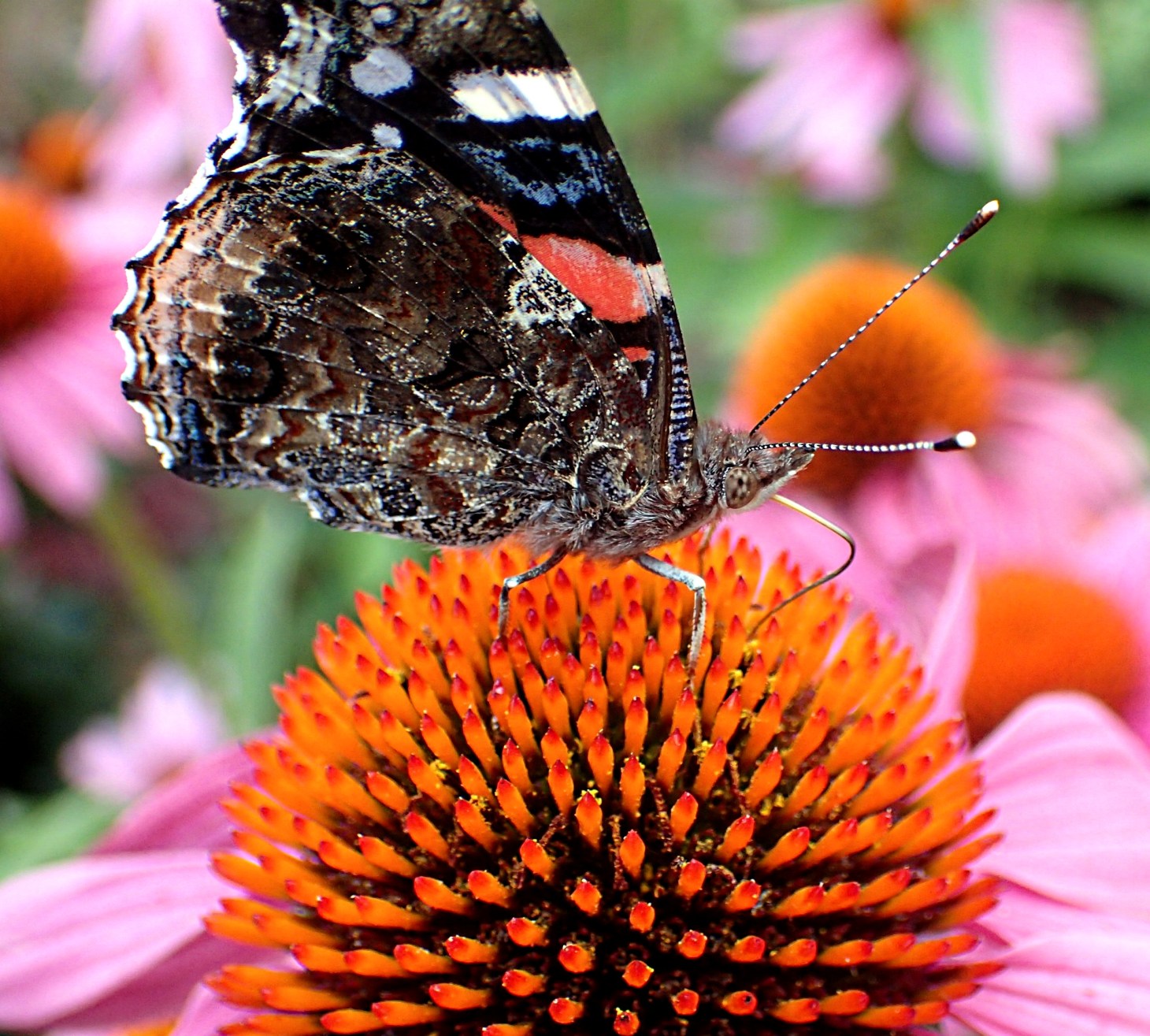 A  probing and effective proboscis! Photo by Thomas Peace 2014