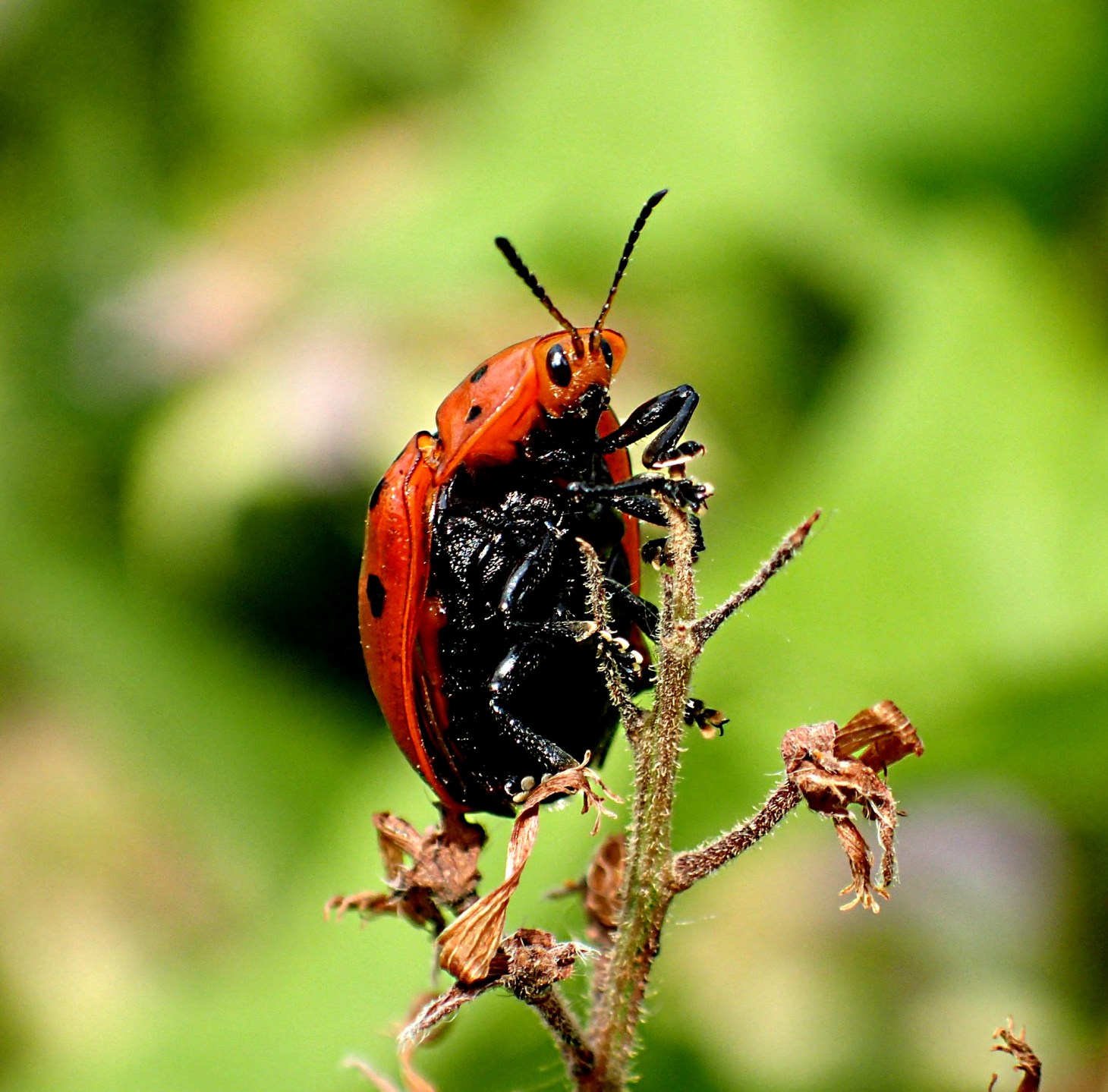 Ladybug surveying the landscape from a good vantage point. Photo by Thomas Peace 2014