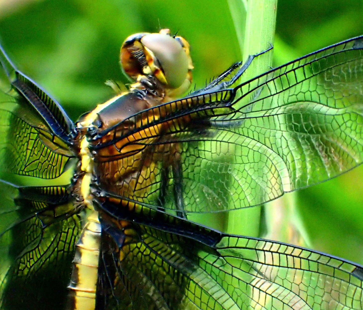 Widow Dragonfly (3). Photo by Thomas Peace 2014