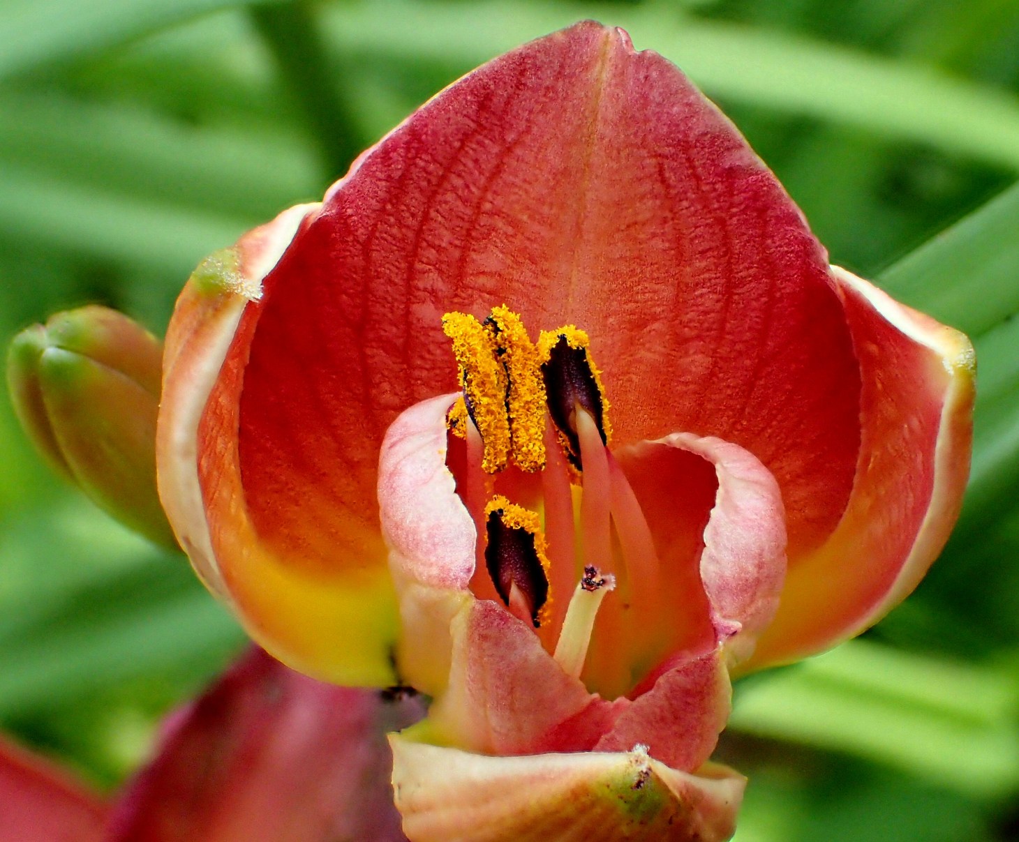 Unfolding out of the folds. Photo by Thomas Peace 2014