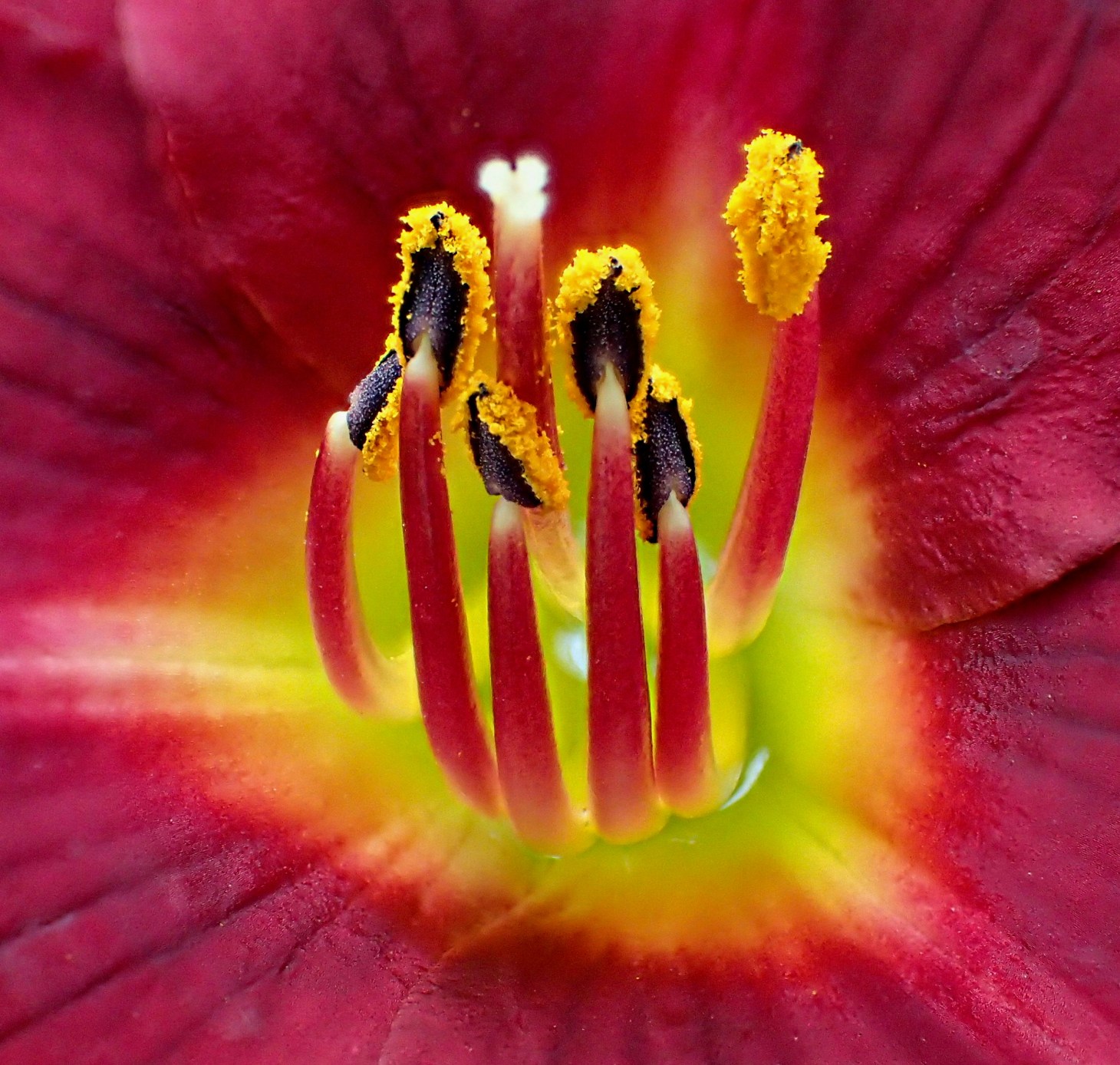 Even a Lily has been stigmatized!  Photo by Thomas Peace 2014