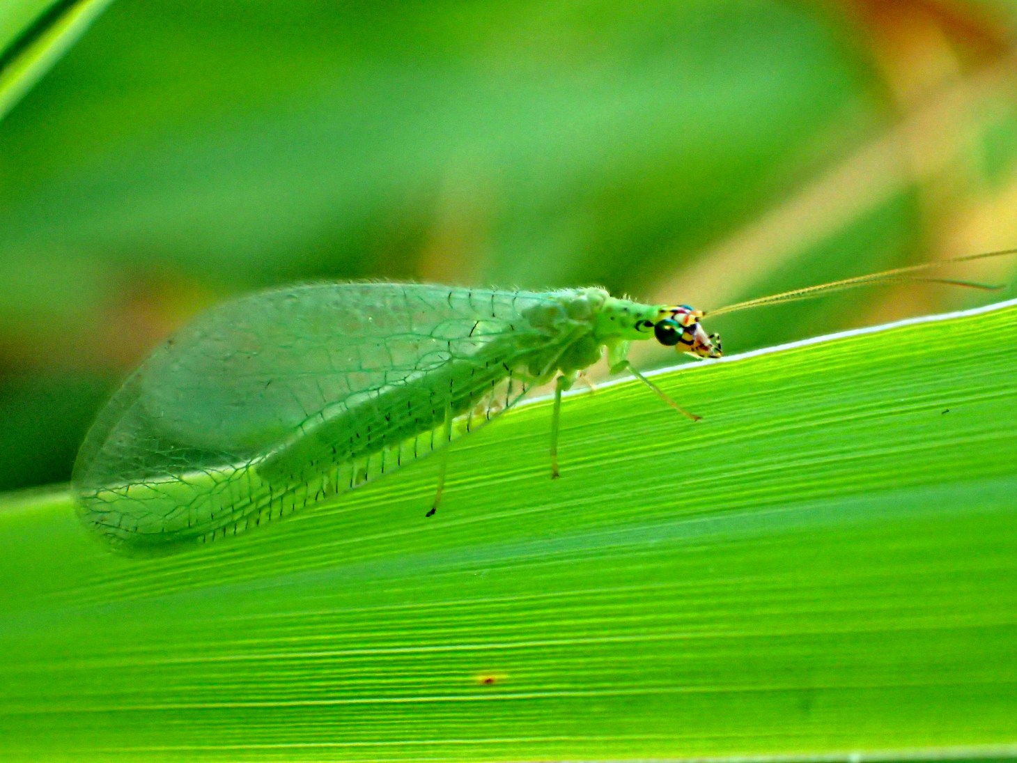 Blending in with the foliage keeps you alive!... Photo by Thomas Peace 2014