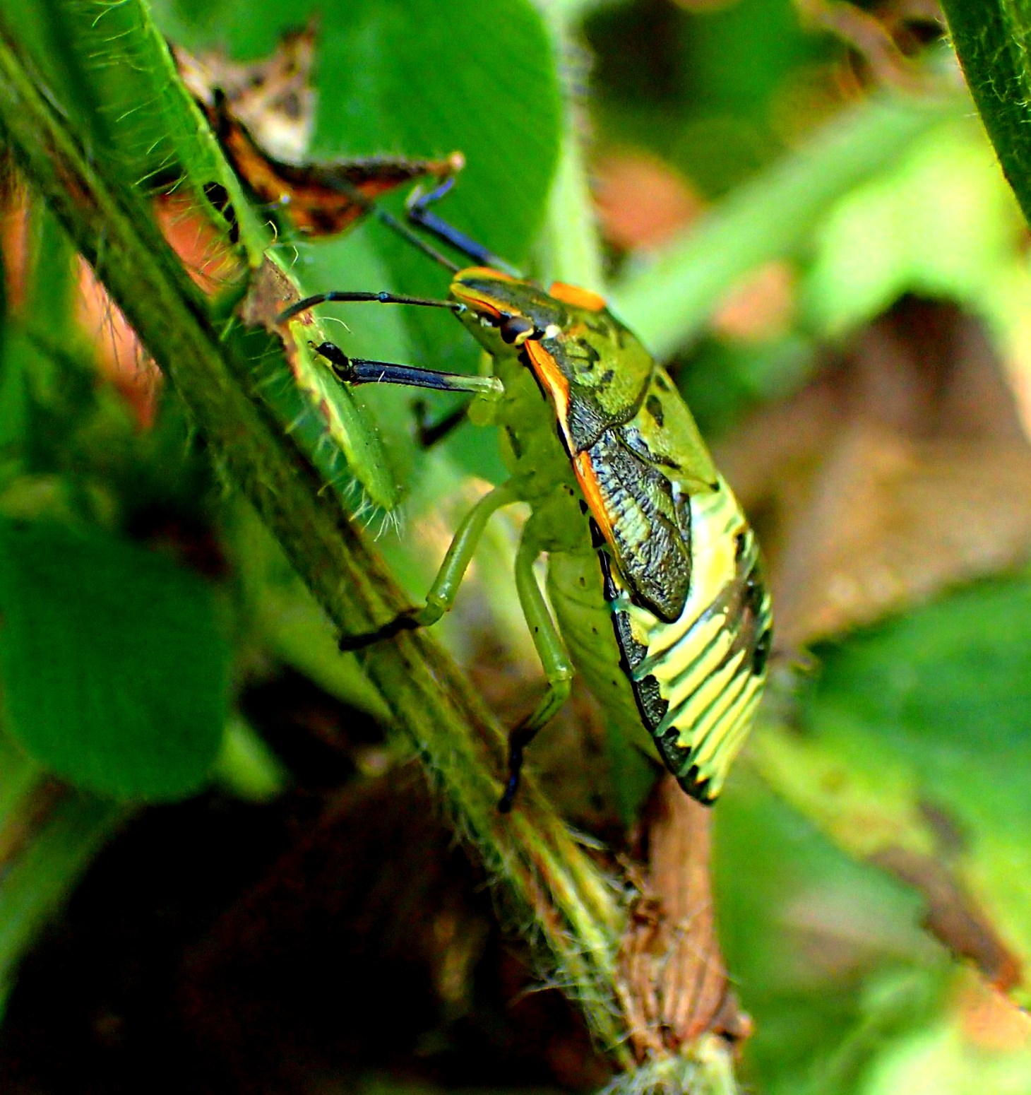 This one took off fast -first up and then down - into the underbrush like lightning! Photo by Thomas Peace 2014