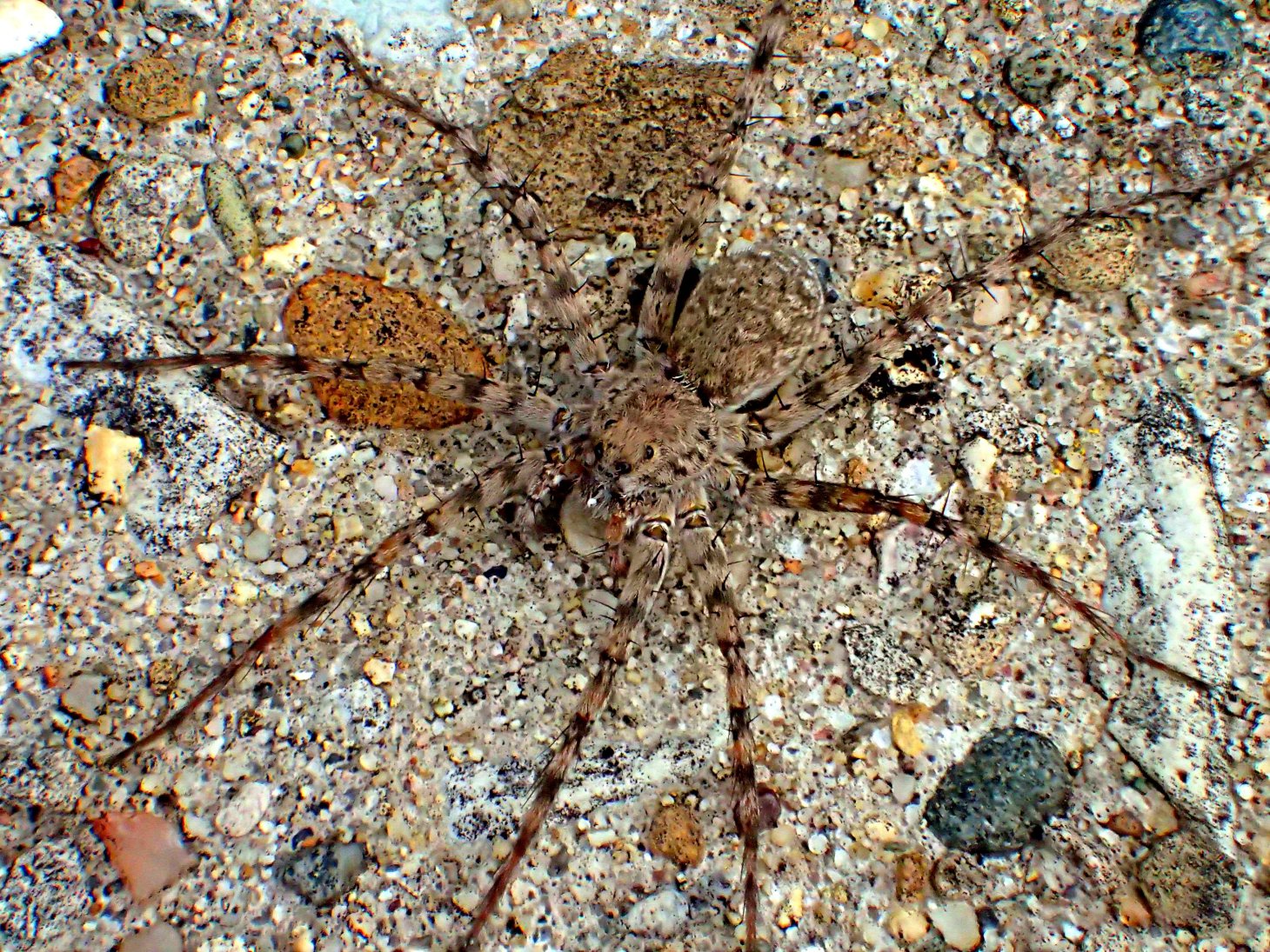 Fast as lightning! Photo by Thomas Peace 2014