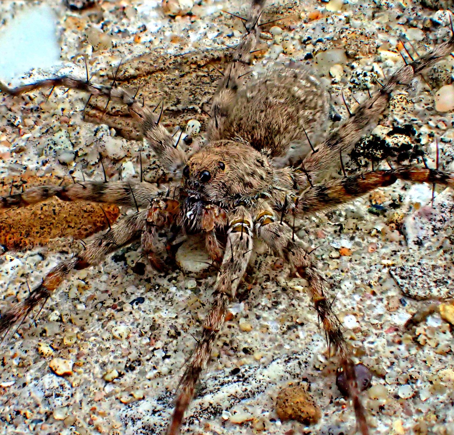 Enough eyes to see all around it! Photo by Thomas Peace 2014