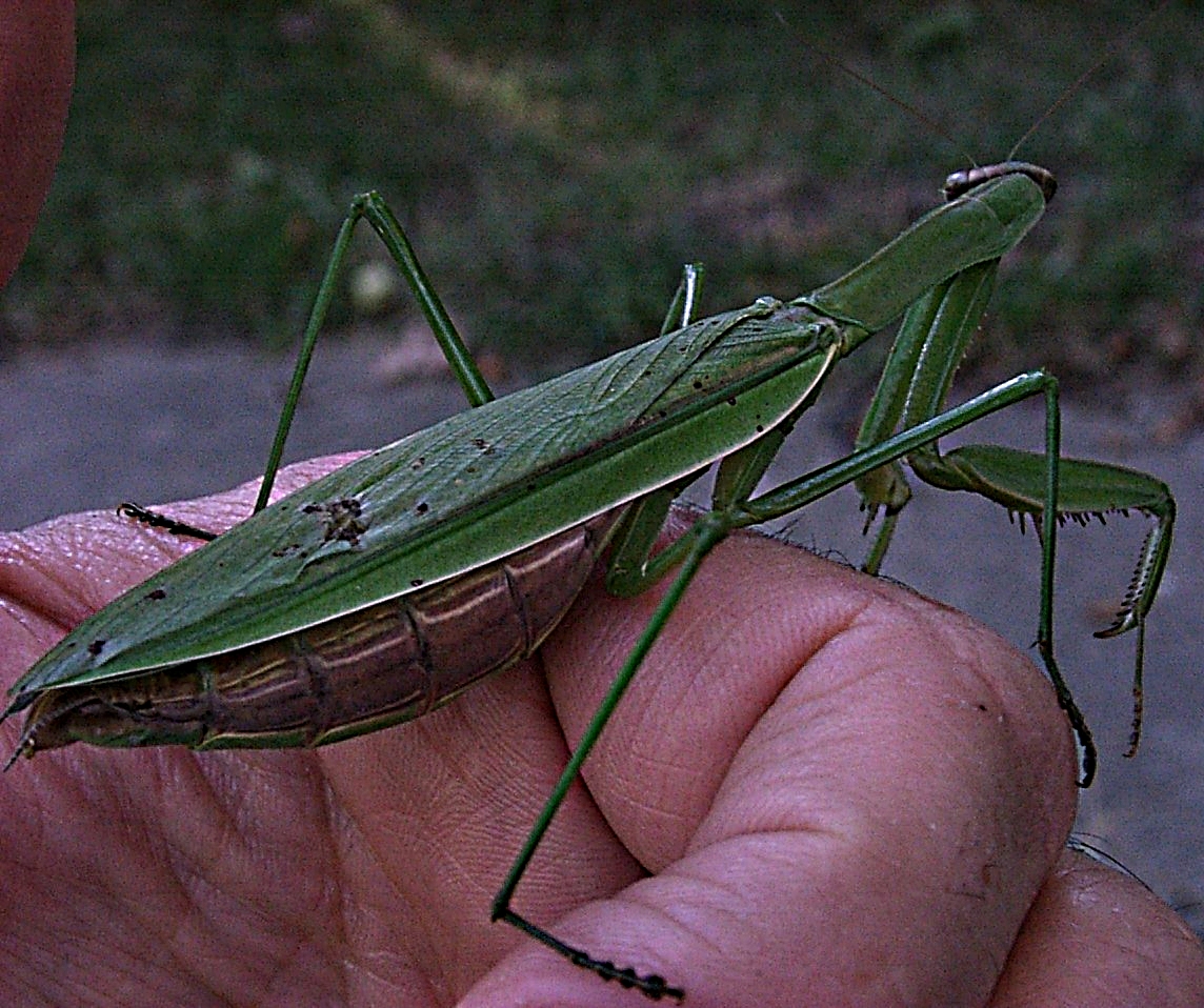 An old friend. Photo by Thomas Peace 2014