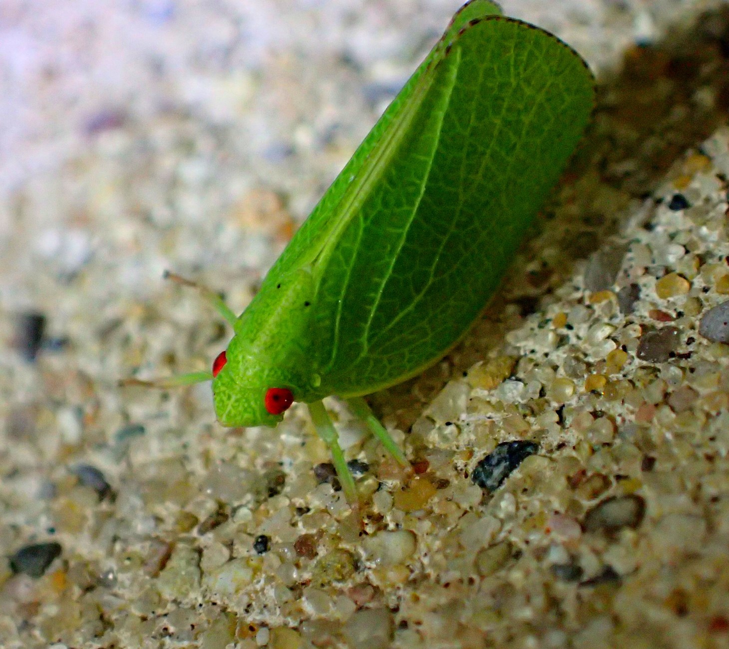 Planthopper. Enlightenment personified (1). Photo by Thomas Peace 2014