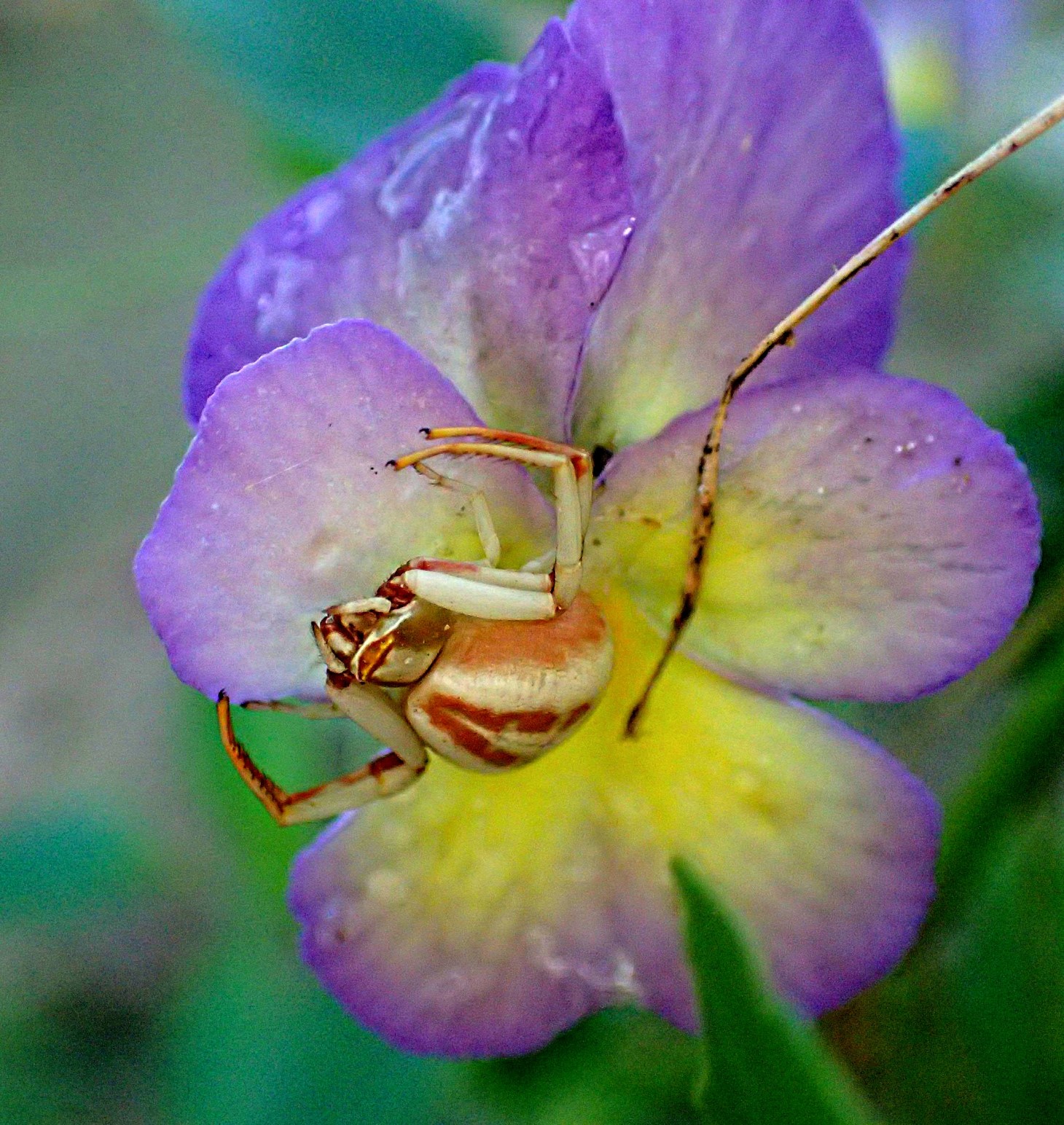 Almost missed. Photo by Thomas Peace 2014