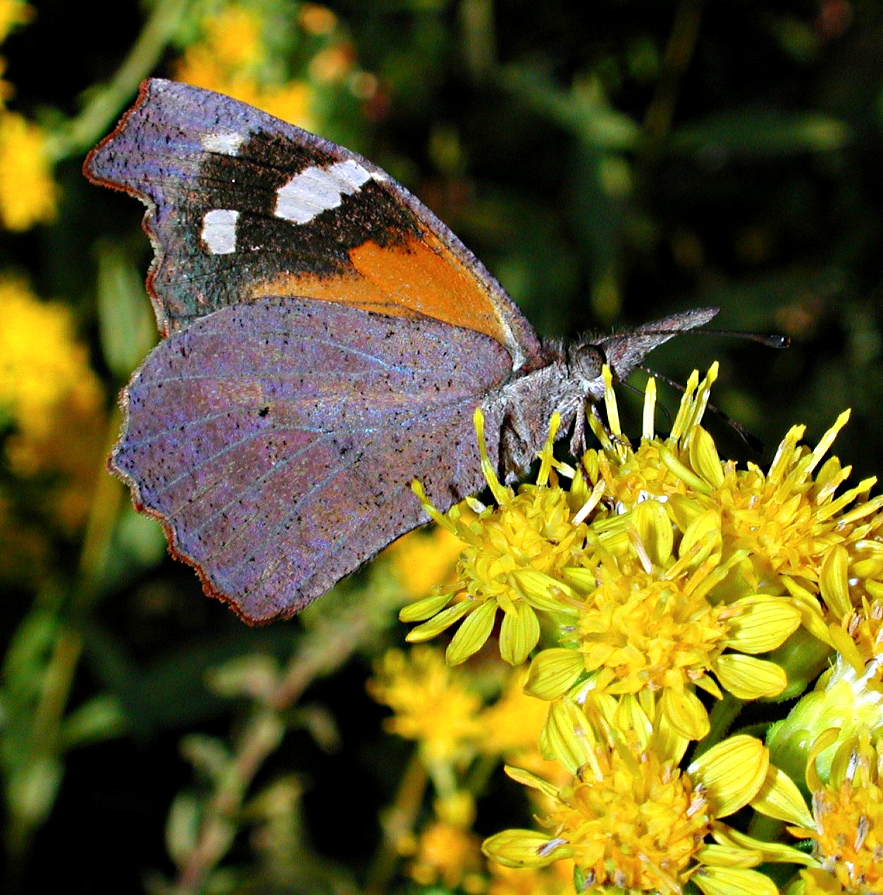 What a snoz!  Photo by Thomas Peace 2014